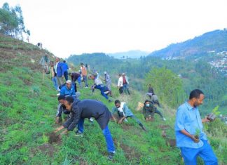 ደሴን ከጎርፍ ተጋላጭነት ለመጠበቅ ችግኞችን መትከል ይገባል።