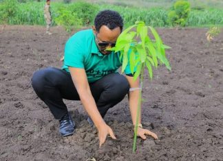 በደቡብ ወሎ ዞን የአንድ ጀንበር የችግኝ ተከላ መርሐ ግብር እየተካሄደ ነው።