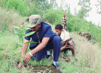 የአንድ ጀንበር የአረንጓዴ አሻራ የችግኝ ተከላ በኦሮሞ ብሔረሰብ አሥተዳደር እየተካሄደ ነው።