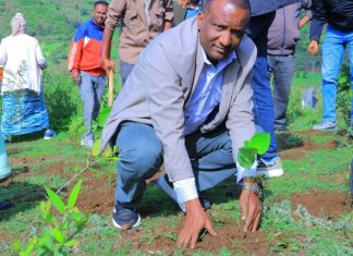 የሚተከሉ ችግኞች የተራቆቱ አካባቢዎችን ወደአረንጓዴነት እየመለሱ ነው።