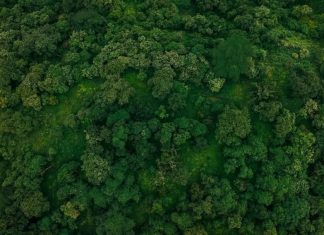 “ለመትከል ያቀድነው ዕቅድ ከታሰበው በላይ ተሳክቷል” ጠቅላይ ሚኒስትር ዐቢይ አሕመድ (ዶ.ር)