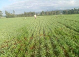 98 በመቶ የሚኾነው ማሳ በሰብል መሸፈኑን የምሥራቅ ጎጃም ዞን አስታወቀ።