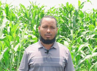 ከ58 ሺህ ሄክታር በላይ መሬት በመኸር ሰብል መሸፈኑን የኦሮሞ ብሔረሰብ አሥተዳደር አስታወቀ።