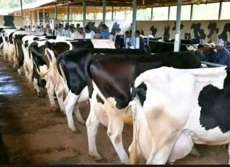 ተስፋ ሰጨው የወተት ልማት