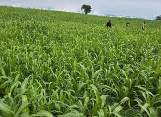 የጸረ ተባይ እና ጸረ አረም ኬሚካል እጥረቶች እንዳሉባቸው አርሶ አደሮች ተናገሩ፡፡