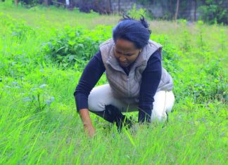 የጎንደር ኤፍ ኤም 105 ነጥብ 1 ሬዲዮ ጣቢያ ሠራተኞች የአሚኮን 30ኛ ዓመት አስመልክቶ የአረንጓዴ አሻራቸውን አስቀመጡ።