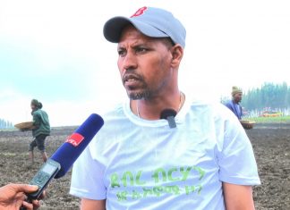 በደብረ ብርሃን ከተማ ከ7 ሺህ ሄክታር በላይ ማሳ በስንዴ ዘር ይሸፈናል።