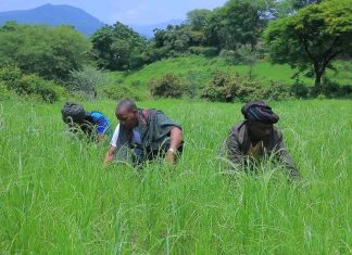 በተፈጠረው ሰላም ባለፉት ዓመታት ሳይታረስ የቆየ ማሳን በዘር መሸፈን ተችሏል።