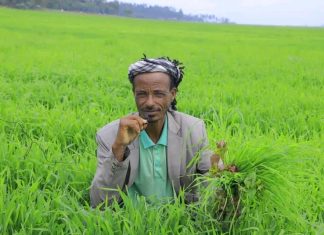 “በዞኑ የሰብል ቁመና በጥሩ ኹኔታ ላይ ይገኛል” የደቡብ ወሎ ዞን ግብርና መምሪያ