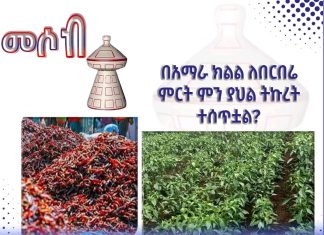 በአማራ ክልል ለበርበሬ ምርት ምን ያህል ትኩረት ተሰጥቷል ?