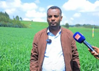 በኩታ ገጠም የለማ የሰንዴ ሰብል ልማት ተጎበኘ።