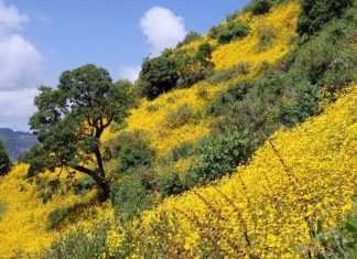 “ይህችን ዓመት ቀድሷት፤ ይህችን ዘመን አክብሯት”