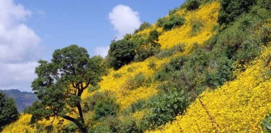 “ይህችን ዓመት ቀድሷት፤ ይህችን ዘመን አክብሯት”