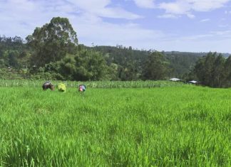በደብረ ማርቆስ ከተማ አሥተዳደር 16 ሺህ ሄክታር መሬት በሰብል ተሸፍኗል።
