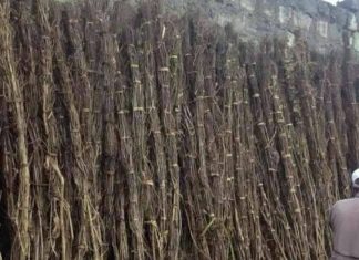 የደመራ ችቦ ገበያው እና የበዓሉ ድምቀት።