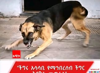 ውሻን የሚያሳብድ በሽታ አሳሳቢ የማኅበረሰብ ችግር እየኾነ ነው።