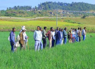 የሞዴል አርሶ አደሮችን ተሞክሮ በማስፋት ምርታማነትን ለማሳደግ እየሠራ መኾኑን የጎንደር ከተማ አሥተዳደር አስታወቀ።