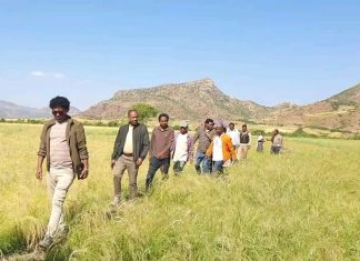 የሰቆጣ ዝናብ አጠር የግብርና ምርምር ማዕከል በአካባቢው ውጤታማ ሥራ እየሠራ ነው።