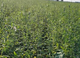 የጉልበት ሠራተኞችን ለመቀበል ዝግጅት ማድረጉን የወልቃይት ጠገዴ ሰቲት ሁመራ ዞን አስታወቀ።