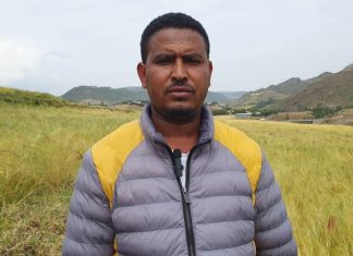 የመና ጤፍ ዝርያ በአርሶ አደሮች ዘንድ ተቀባይነት አግኝቷል።