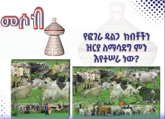 የፎገራ ዳልጋ ከብቶችን ዝርያ ለማሳደግ ምን እየተሠራ ነው ?