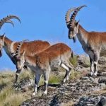 በስሜን ተራሮች ብሔራዊ ፓርክ የሚፈጸሙ ጥቃቶችን ለመከላከል ከአካባቢው ማኅበረሰብ ጋር በቅንጅት እየተሠራ ነው። 1763475221140