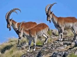 በስሜን ተራሮች ብሔራዊ ፓርክ የሚፈጸሙ ጥቃቶችን ለመከላከል ከአካባቢው ማኅበረሰብ ጋር በቅንጅት እየተሠራ ነው።