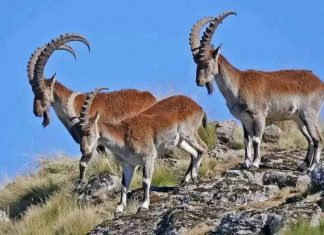 በስሜን ተራሮች ብሔራዊ ፓርክ የሚፈጸሙ ጥቃቶችን ለመከላከል ከአካባቢው ማኅበረሰብ ጋር በቅንጅት እየተሠራ ነው።