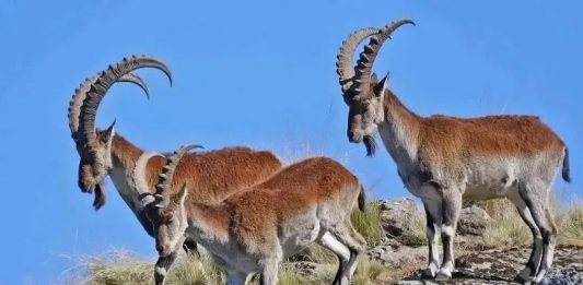 በስሜን ተራሮች ብሔራዊ ፓርክ የሚፈጸሙ ጥቃቶችን ለመከላከል ከአካባቢው ማኅበረሰብ ጋር በቅንጅት እየተሠራ ነው።