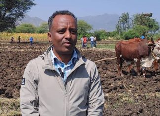 26 ሺህ ሄክታር መሬት በበጋ ስንዴ ልማት እንደሚለማ የሰሜን ወሎ ዞን አስታወቀ።