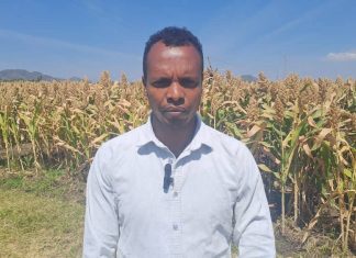 ዘር አምራች አርሶ አደሮችን በማኅበር ለማደራጀት እየሠራ መኾኑን የወልድያ ዩኒቨርሲቲ አስታወቀ።