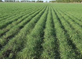 ከበጋ ስንዴ ምርት 13 ሚሊዮን ኩንታል ምርት ለማግኘት እየተሠራ ነው።