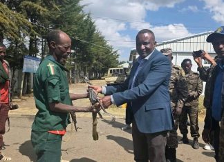 በጫካ የነበሩ ታጣቂዎች የሰላምን አማራጩን ተቀበሉ።