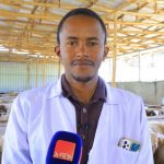 በደብረ ብርሃን ከተማ የተሻሻሉ የበግ ዝርያዎችን በመጠቀም ምርታማነትን ለማሳደግ እየተሠራ ነው። 600382915_1293582862799635_6301696008967512568_n