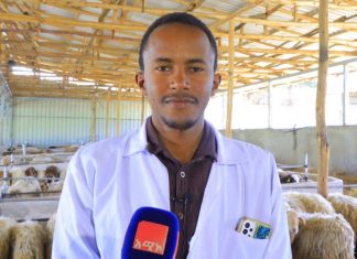 በደብረ ብርሃን ከተማ የተሻሻሉ የበግ ዝርያዎችን በመጠቀም ምርታማነትን ለማሳደግ እየተሠራ ነው።