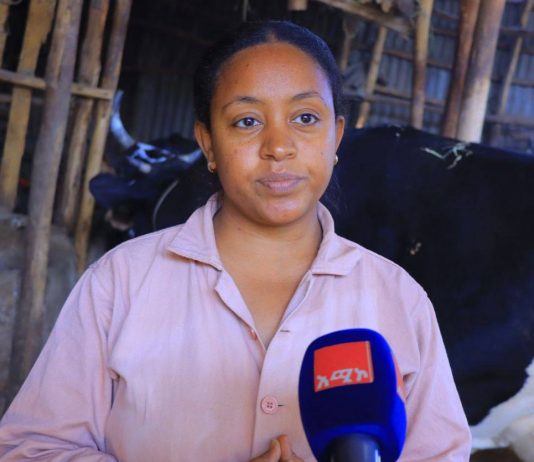 በጎንደር ከተማ በሌማት ትሩፋት መርሐ ግብሩ የወተት ምርት በ10 ቀበሌዎች እየተተገበረ ነው።