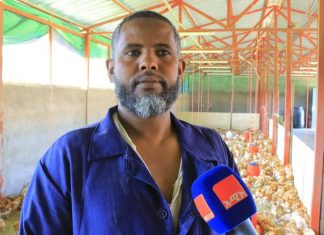 ውጤታማዎቹ ዶሮ አርቢዎች