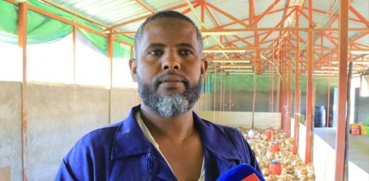 ውጤታማዎቹ ዶሮ አርቢዎች