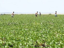 እምቦጭ አሁንም የጣና ሐይቅ ሥጋት