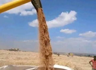 በክልሉ ለግብርና ሜካናይዜሽን ትኩረት ተሰጥቷል።