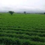 በአማራ ክልል ከ319 ሺህ ሄክታር በላይ መሬት በመስኖ ስንዴ እየለማ ነው። 1771479348906