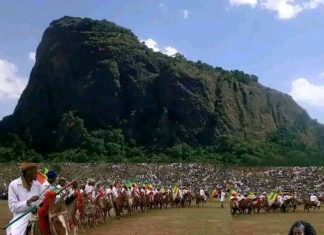 አምረው የተሸለሙ ፈረሶች በለምለሙ አምቦ ሜዳ ላይ