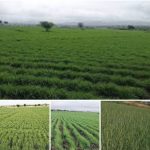 በአማራ ክልል ከ319 ሺህ ሄክታር በላይ መሬት በመስኖ ስንዴ እየለማ ነው። Screenshot_20260219_161838_Facebook