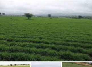 በአማራ ክልል ከ319 ሺህ ሄክታር በላይ መሬት በመስኖ ስንዴ እየለማ ነው።