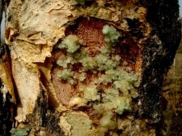 በእጣን እና ሙጫ ምርት ከ5 ሺህ በላይ ለሚኾኑ ሰዎች የሥራ ዕድል ተፈጥሯል።