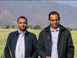 በቆቦ ጊራና ሸለቆ ልማት ፕሮጀክት 1 ሺህ 589 ሄክታር መሬት በተለያዩ ሰብሎች ተሸፍኗል።