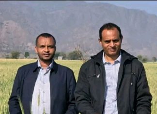 በቆቦ ጊራና ሸለቆ ልማት ፕሮጀክት 1 ሺህ 589 ሄክታር መሬት በተለያዩ ሰብሎች ተሸፍኗል።