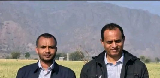 በቆቦ ጊራና ሸለቆ ልማት ፕሮጀክት 1 ሺህ 589 ሄክታር መሬት በተለያዩ ሰብሎች ተሸፍኗል።