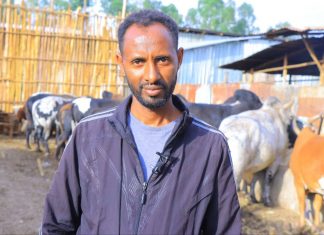 በጎንደር ከተማ በከብት ማድለብ የተሠማሩ ግለሰቦች ውጤታማ መኾናቸውን ተናገሩ።
