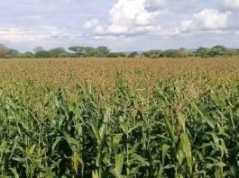 የበቆሎ መስኖ ሥራችን ከፍ ባለ ስኬት ላይ ይገኛል” ጠቅላይ ሚኒስትር ዐቢይ አሕመድ (ዶ.ር)